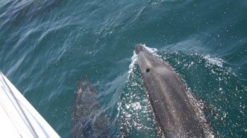 Sailing Lessons San Francisco Bay school instruction bay area classes club Rentals Learn to sail Women sailing