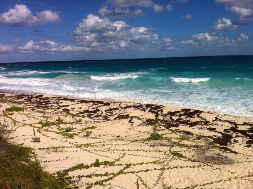 abacos08